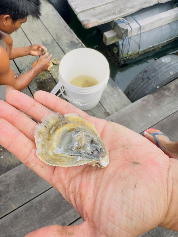 Invest In Local Oysters, Singapore's First Wild Oyster Farm