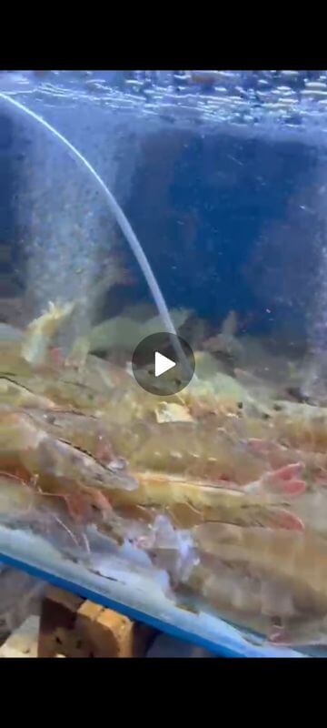 (Expired)Live Seafood Stall