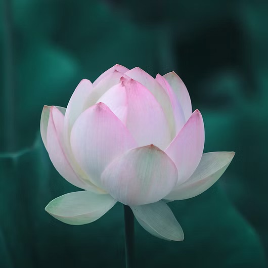 Yoga Studio Business For Sale