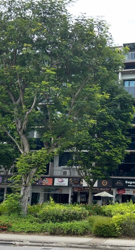 Rare 4 Storey Commercial Building & Business For Sale 稀有武吉知马有地四层楼店屋及住宅生意