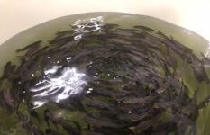 Indoor SFA Licensed Food Fish Farm in Singapore