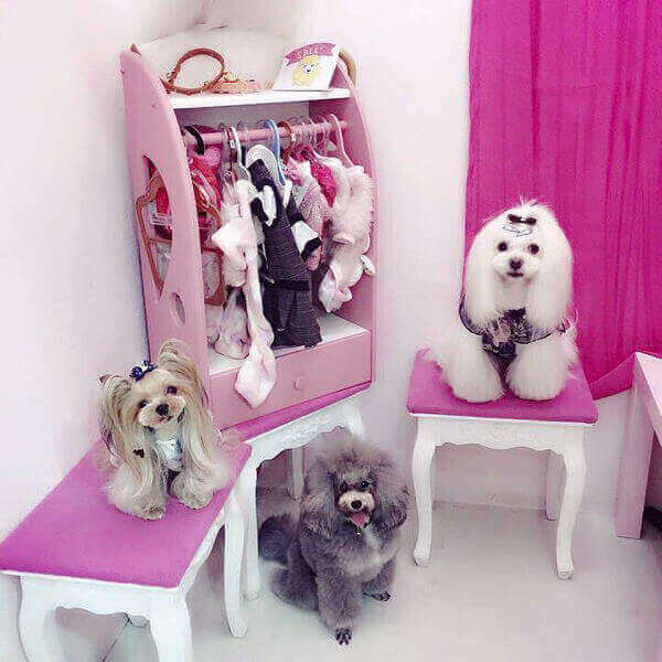 (Expired)Singapore First Themed Pet Cafe For Sale