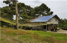 马来西亚 猫山王榴梿园 出售 Mature Musang King Durian Plantation in Machap (Johor, West Malaysia) for Sale