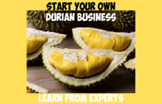 Starting Your Own Durian Business? Learn From The Experts!