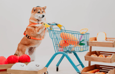 Trendy New Pet-Friendly Photo Studio For Takeover