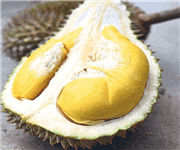 PENANG Balik Pulau durian farm offer! Below market price! 15acres ! image 1