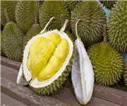 PENANG Balik Pulau durian farm offer! Below market price! 15acres ! image 2