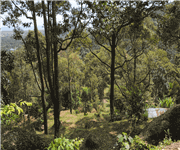 PENANG Balik Pulau durian farm offer! Below market price! 15acres ! image 3