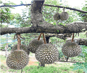 PENANG Balik Pulau durian farm offer! Below market price! 15acres ! image 4