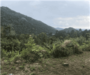 Penang Durian Farm with Musang King(Below Market Rate), 槟城猫山王榴莲园出售 (低于市价) image 1
