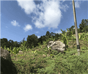 Penang Durian Farm with Musang King(Below Market Rate), 槟城猫山王榴莲园出售 (低于市价) image 2
