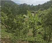 Penang Durian Farm with Musang King(Below Market Rate), 槟城猫山王榴莲园出售 (低于市价) image 3