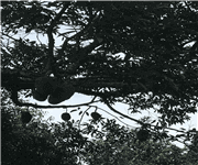 Penang Durian Farm with Musang King(Below Market Rate), 槟城猫山王榴莲园出售 (低于市价) image 6