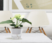 Franchise for Japanese Plant Brand image 1