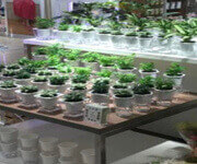Franchise for Japanese Plant Brand image 3