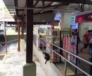 Passive Claw Machine Business for Sale image 3