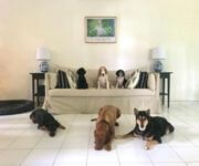 Bespoke Pet Service With Ready Regular Clientsw For Take Over/Partner/Sale (7 Years In Operation)