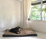 Bespoke Pet Service With Ready Regular Clientsw For Take Over/Partner/Sale (7 Years In Operation) image 2