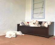 Bespoke Pet Service With Ready Regular Clientsw For Take Over/Partner/Sale (7 Years In Operation) image 3