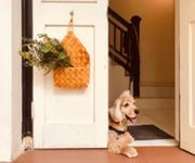 Bespoke Pet Service With Ready Regular Clientsw For Take Over/Partner/Sale (7 Years In Operation) image 4