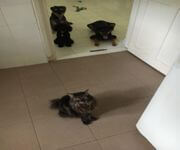 Bespoke Pet Service With Ready Regular Clientsw For Take Over/Partner/Sale (7 Years In Operation) image 5