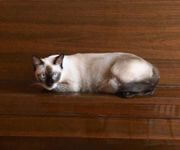 Bespoke Pet Service With Ready Regular Clientsw For Take Over/Partner/Sale (7 Years In Operation) image 6