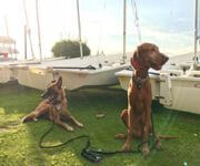 Bespoke Pet Service With Ready Regular Clientsw For Take Over/Partner/Sale (7 Years In Operation) image 7