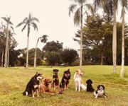 Bespoke Pet Service With Ready Regular Clientsw For Take Over/Partner/Sale (7 Years In Operation) image 8