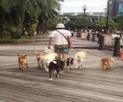 Bespoke Pet Service With Ready Regular Clientsw For Take Over/Partner/Sale (7 Years In Operation) image 9
