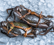 Dive Into Success: Own A High-Yield Crab Aquaculture Venture!