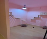 URA Approved Cat Pet Hotel Takeover ( 9 Partition Rooms Available) image 8