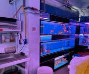 Takeover $20k for Established Ornamental Fish Shop In Pets Walk Serangoon image 2