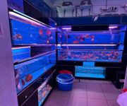 Takeover $20k for Established Ornamental Fish Shop In Pets Walk Serangoon image 3