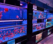 Takeover $20k for Established Ornamental Fish Shop In Pets Walk Serangoon image 4