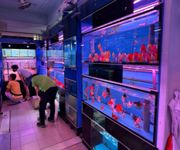 Takeover $20k for Established Ornamental Fish Shop In Pets Walk Serangoon image 5