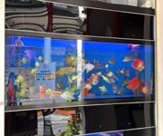 Takeover $20k for Established Ornamental Fish Shop In Pets Walk Serangoon image 8