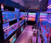 Takeover $20k for Established Ornamental Fish Shop In Pets Walk Serangoon image 9