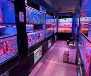 Takeover $20k for Established Ornamental Fish Shop In Pets Walk Serangoon image 10
