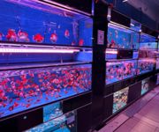 Takeover $20k for Established Ornamental Fish Shop In Pets Walk Serangoon image 11