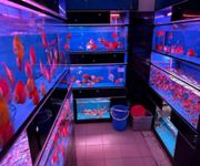 Takeover $20k for Established Ornamental Fish Shop In Pets Walk Serangoon image 12
