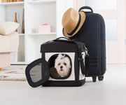Acquire A Thriving Pet Carrier Company With Global Reach!