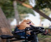E-Commerce - Pets Tavern Pet Seats For Bicycles / Profitable, Low-Cost, Low-Maintenence