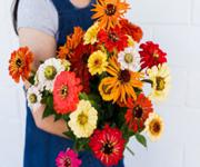 Thriving, Profitable Florist  and Gift Hamper Business Main Road frontage and low rent