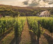 Premier Cool-Climate Vineyard and Winery in Tasmania