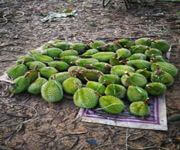 Turn Your Love For Durians Into A Profitable Business!