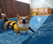 Dog Daycare Center With Hydro Pool For Takeover