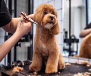 Pet grooming and Doggy daycare business - Sydney, strong team and profitable