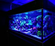 Good Location Aquarium Shop For Takeover