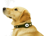 Successful Pet & Accessories E-Commerce Business For Sale image 2