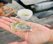 (On Hold)Invest In Local Oysters, Singapore's First Wild Oyster Farm image 2